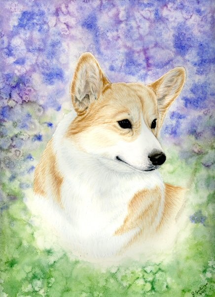 Pembroke Welsh Corgi~2