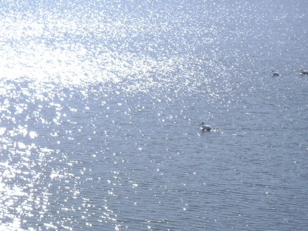 Pelicans at Stockton Lake ???