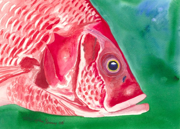 Red Snapper