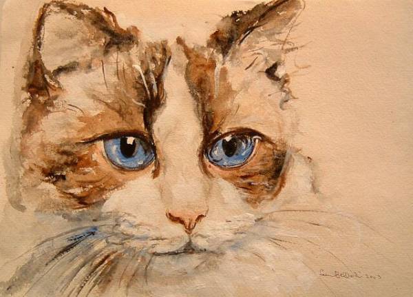 Micio