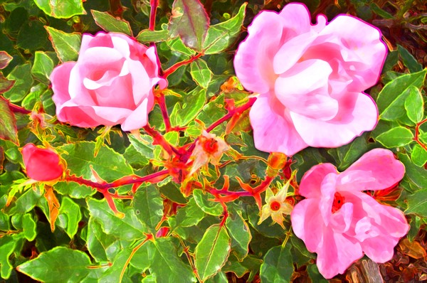Pink Roses