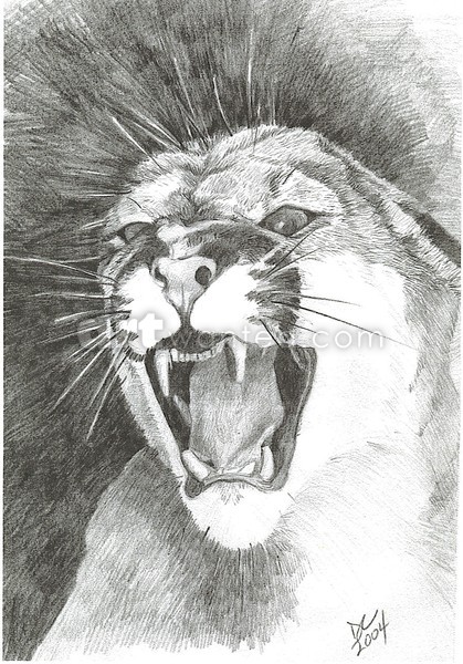 Screaming Cougar