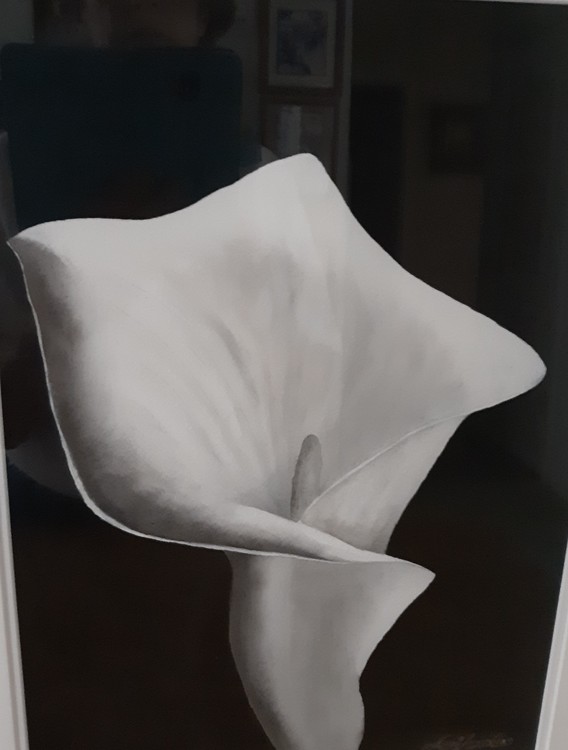 White lilly