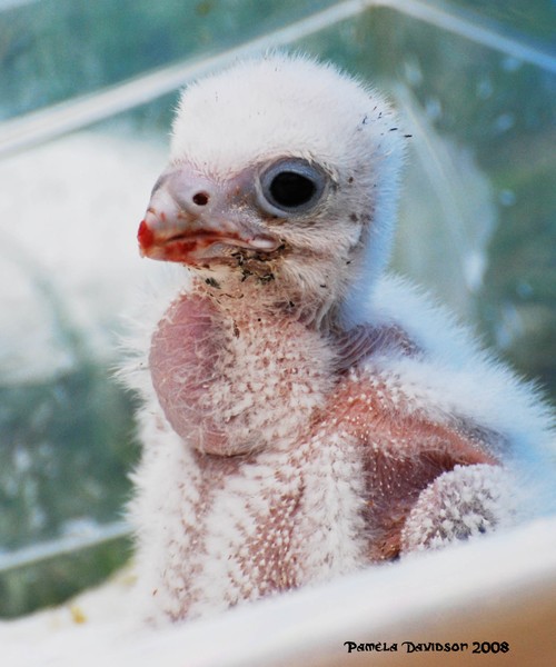 I'm a dirty birdie!