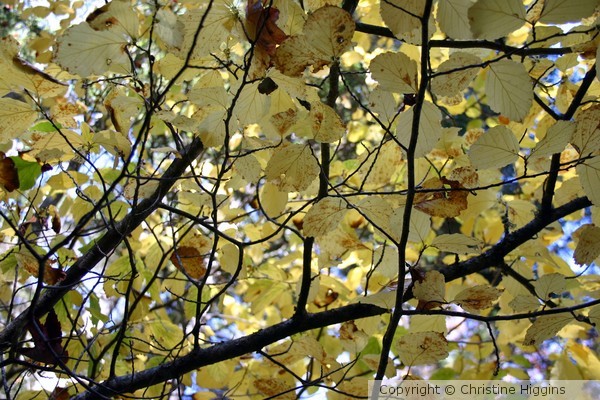 Yellow Canopy
