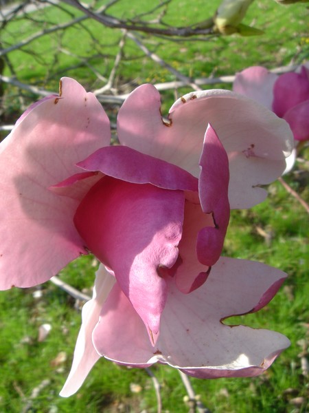 All Pink
