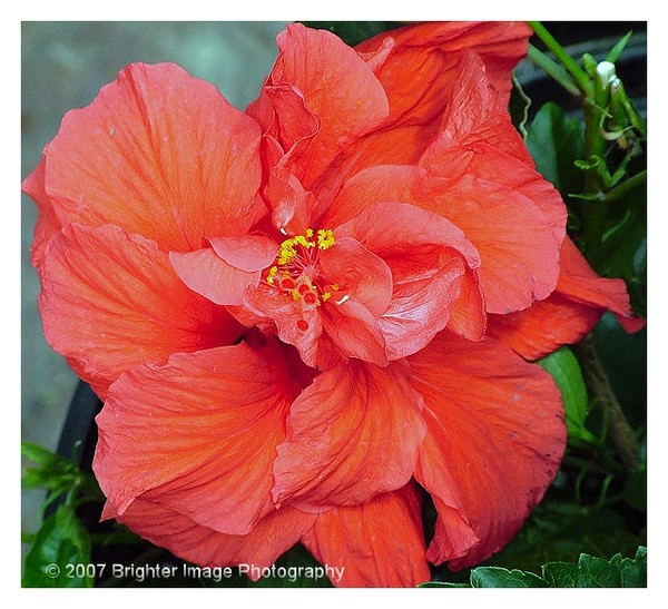 Hibiscus