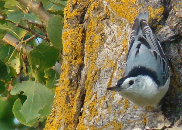 Nuthatch