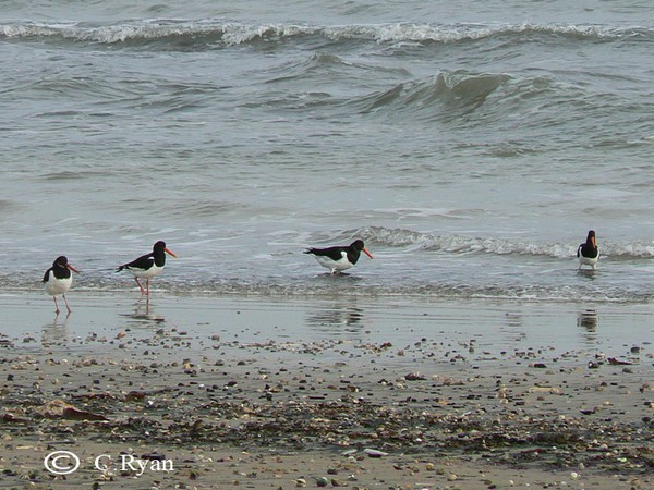 wading birds