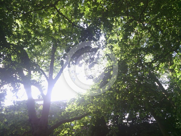 Trees 1