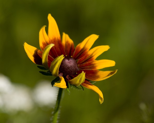 Black-eyed Susan-3