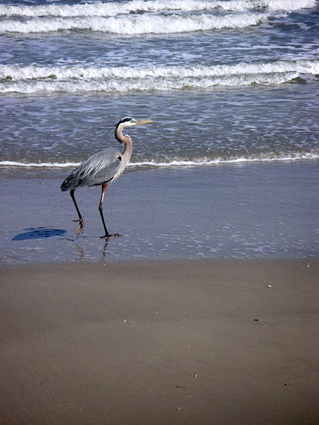 Walk This Way