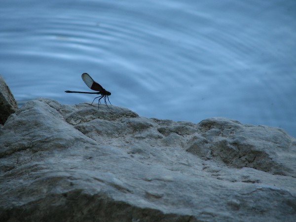 Dragonfly on Blue