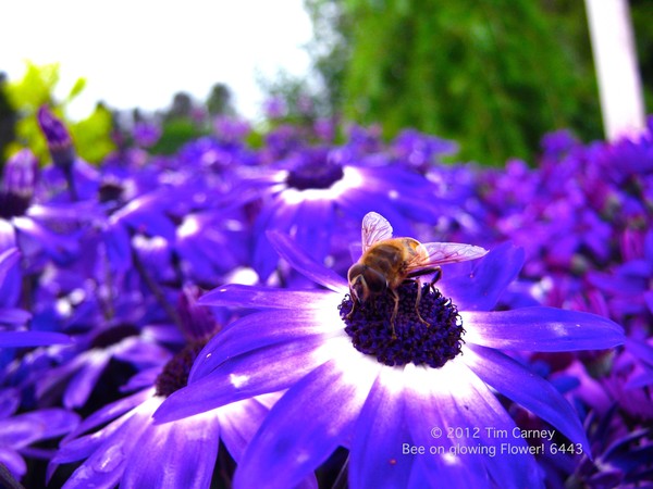 Bee on Glowing Flower 6443