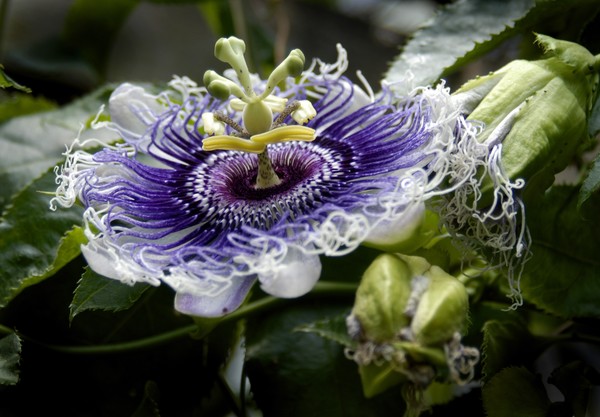 Passifora peru