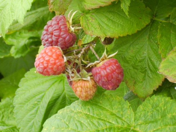 Berries