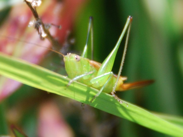 Grasshopper