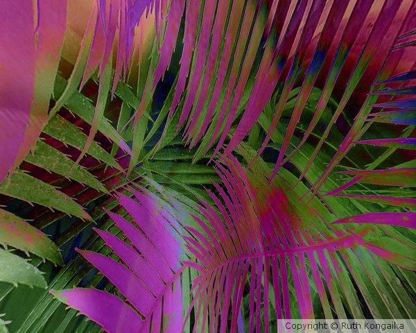 New Fronds