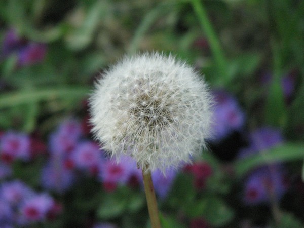 fuzz face