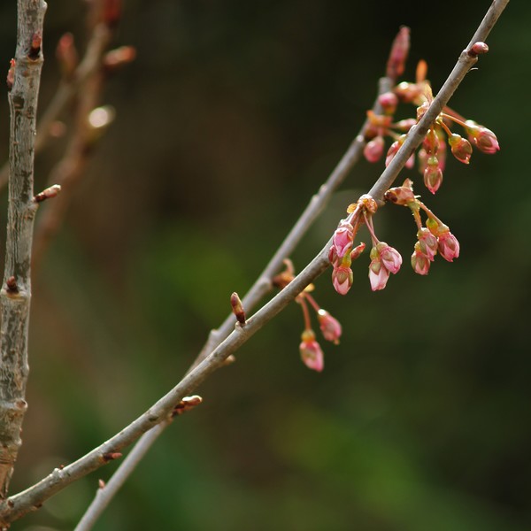 Cherry Buds