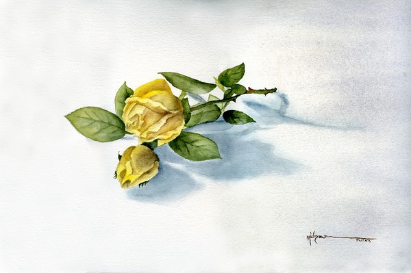 Homegrown Rose