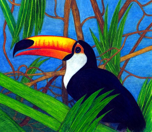 Toucan
