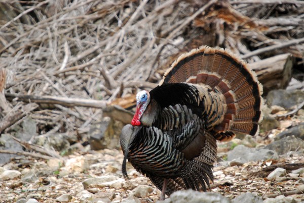 Strutting Tom