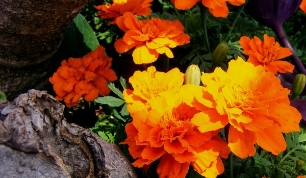 Baby_Orange_5