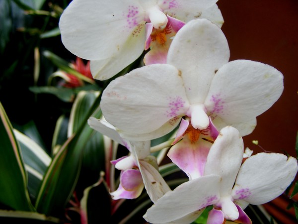 Triple_Beauty_2