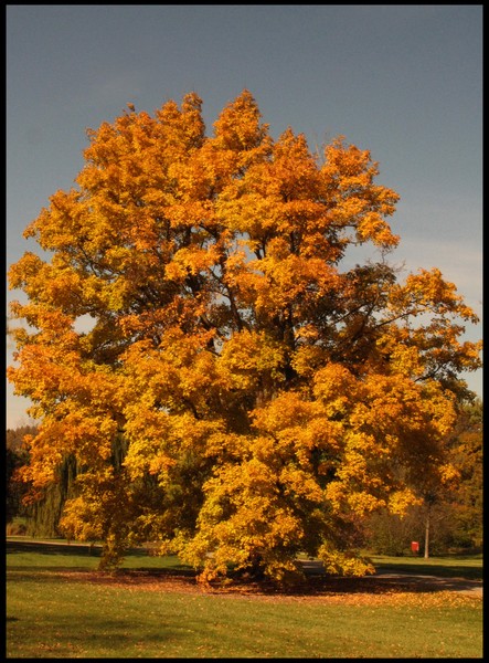 MAPLE TREE