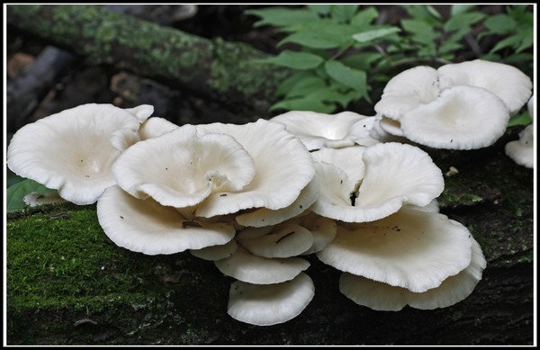 FUNGUS C
