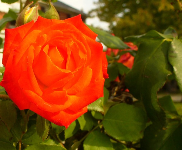 Orange Rose