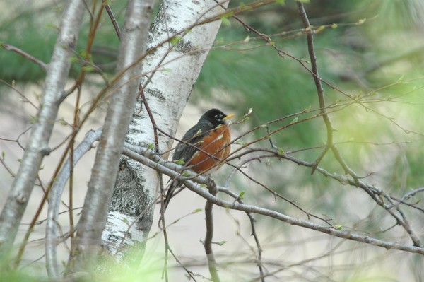 Robin