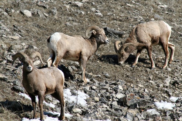 bighorns at big sky 3