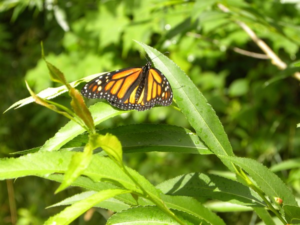 Monarch Butterfly in the dells