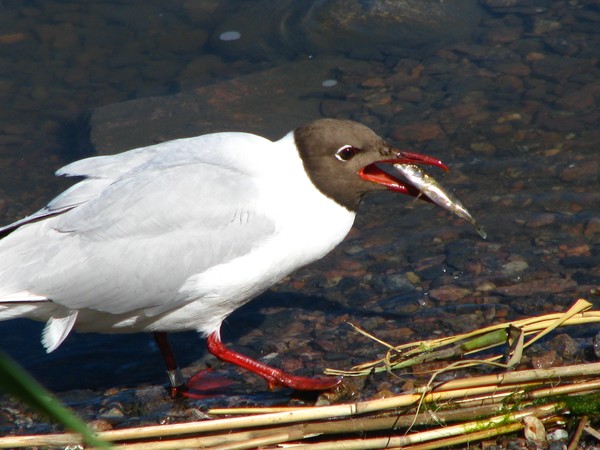 Gull series:
