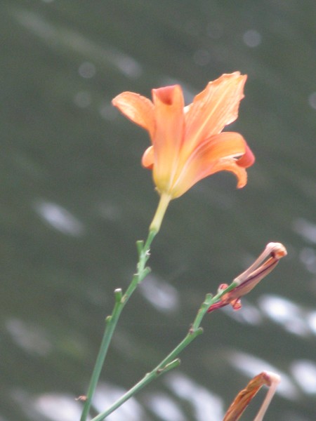 SERIES©ORANGE FLORALS