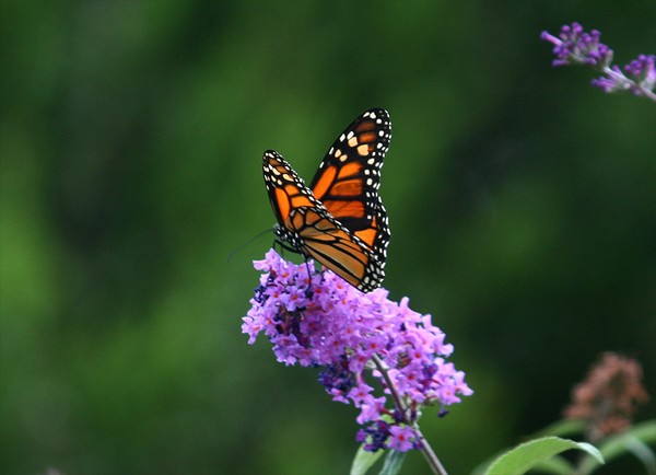 Butterfly in Town Library Bushes