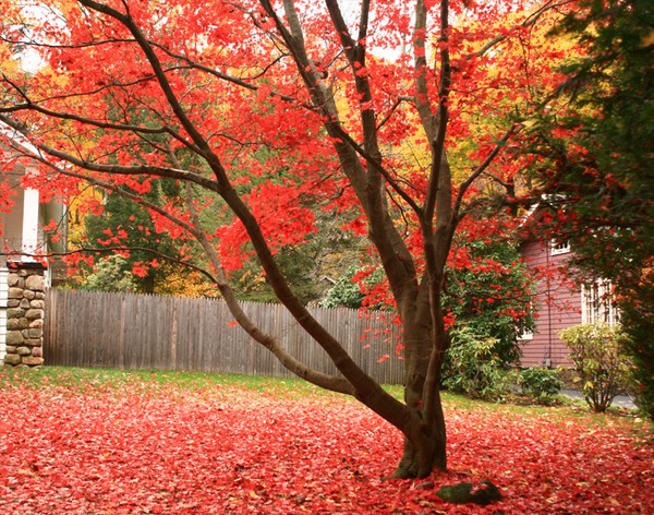Maple in Mahwah
