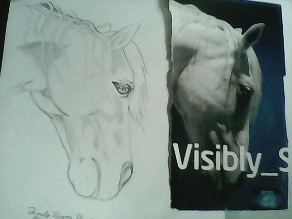 freehand caballo