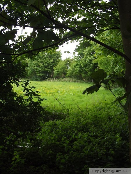 The.Clearing.through.the.tree