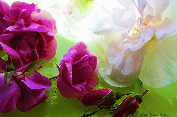 *STOP & SMELL THE ROSES*