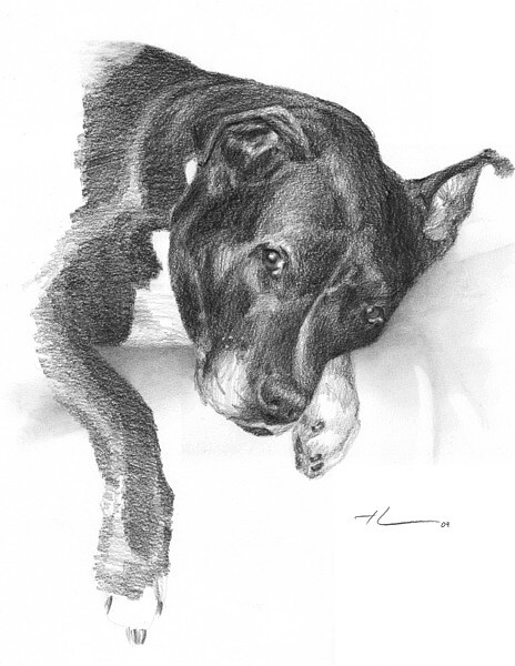 wp-lg pit bull sketch