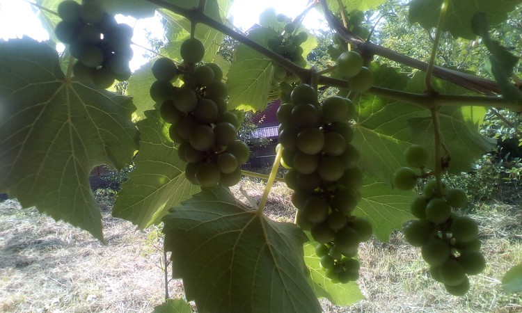 Grapes
