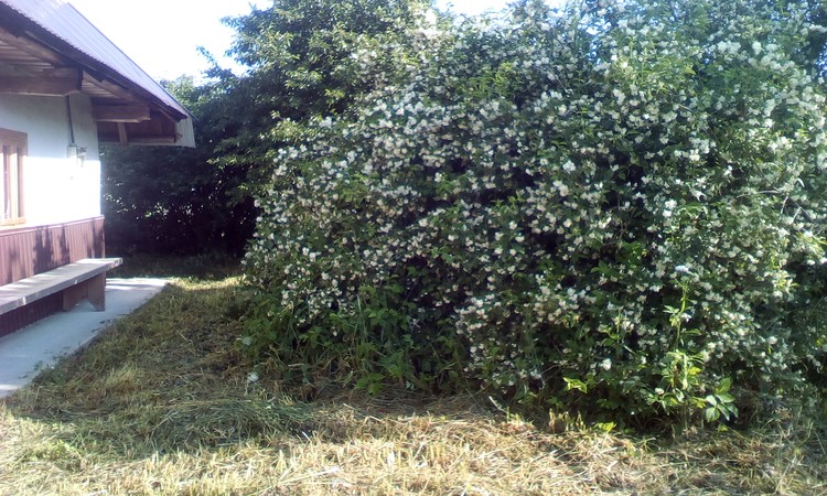 Jasmin huge bush