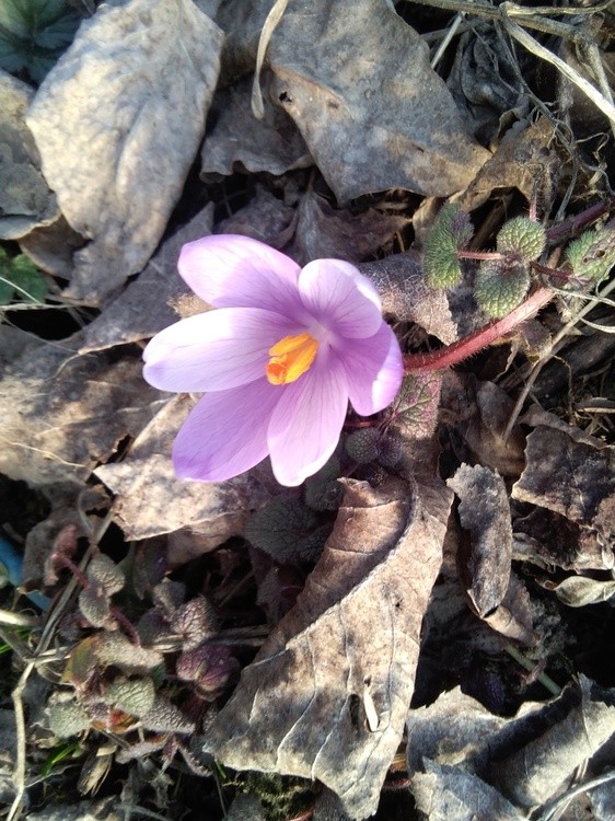 Beauty in light violet