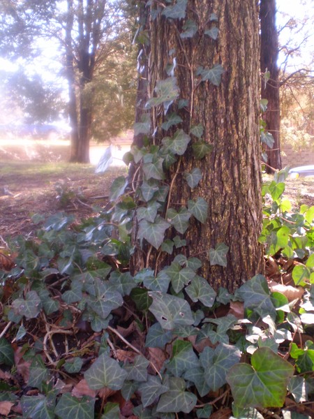 The Ivy Tree