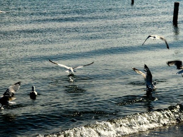 Seagulls Flying In
