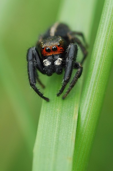 Pellenes seriatus