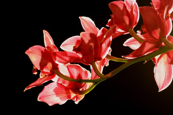 Pink Orchids